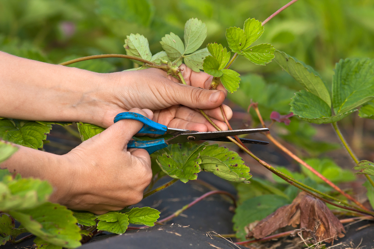 How to Prune Strawberries | Wikifarmer